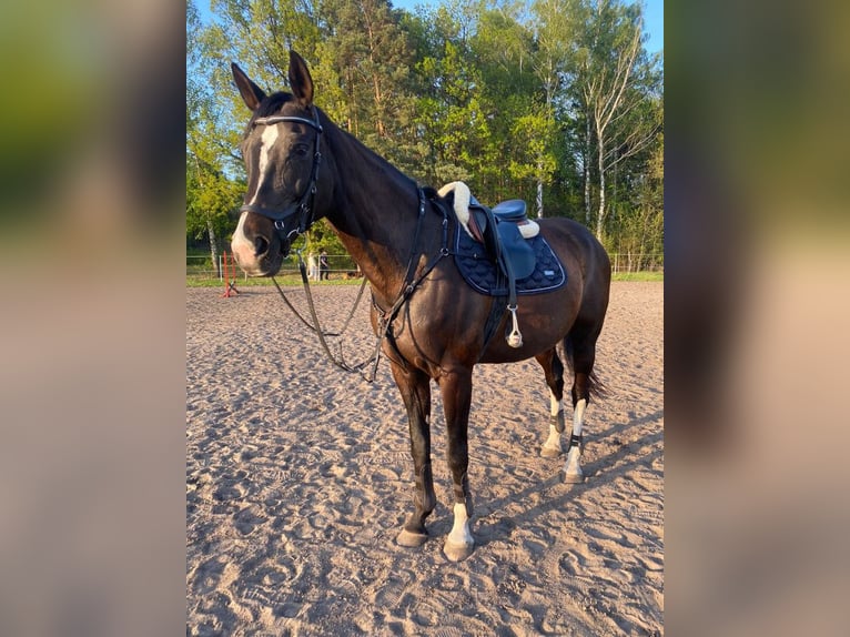 Polnisches Halbblut Stute 13 Jahre 170 cm Schwarzbrauner in Legionowo