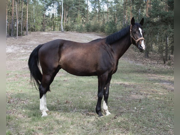 Polnisches Halbblut Stute 13 Jahre 170 cm Schwarzbrauner in Legionowo