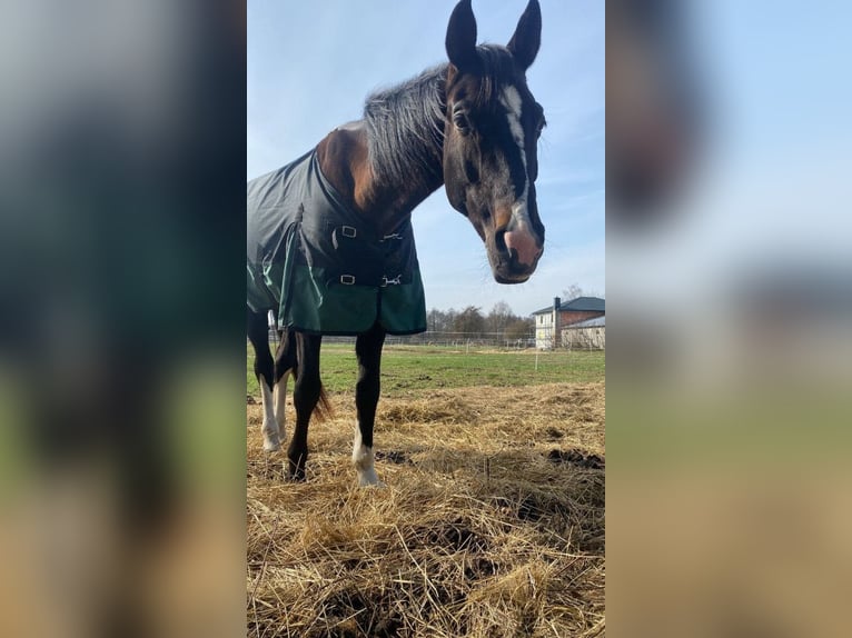Polnisches Halbblut Stute 13 Jahre 170 cm Schwarzbrauner in Legionowo