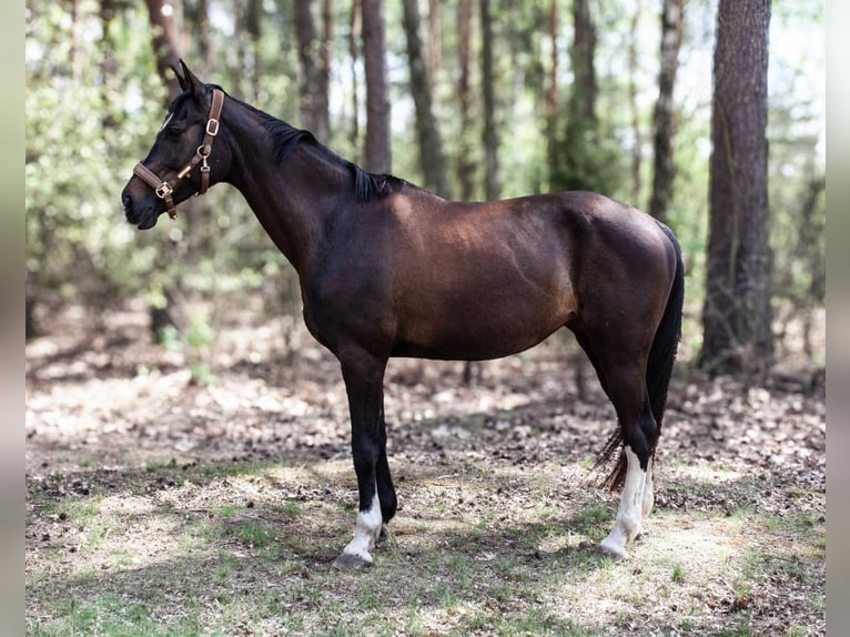 Polnisches Halbblut Stute 13 Jahre 170 cm Schwarzbrauner in Legionowo