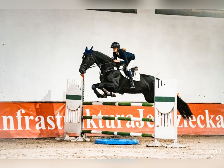 Polnisches Halbblut Stute 13 Jahre 180 cm Schwarzbrauner in Łoś