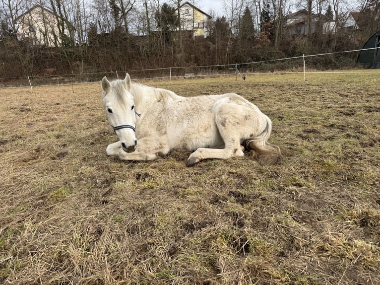 Polnisches Halbblut Stute 15 Jahre 160 cm Schimmel in Sontheim an der Brenz