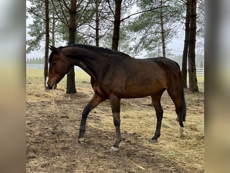 Polnisches Halbblut Stute 15 Jahre 161 cm Brauner in Mied&#x17A;no