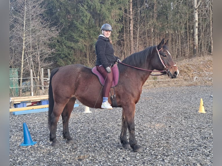 Polnisches Halbblut Stute 15 Jahre 165 cm Brauner in Bayerbach