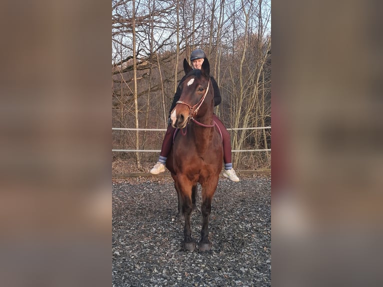Polnisches Halbblut Stute 15 Jahre 165 cm Brauner in Bayerbach