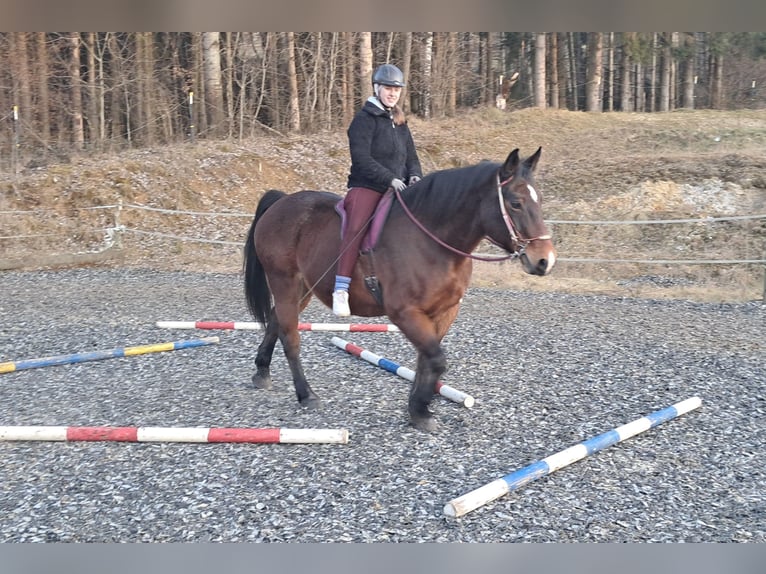 Polnisches Halbblut Stute 15 Jahre 165 cm Brauner in Bayerbach