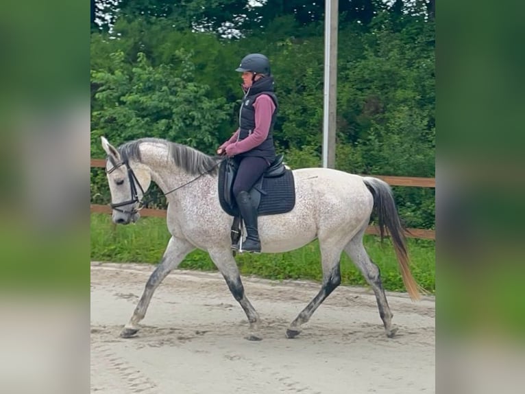 Polnisches Halbblut Mix Stute 18 Jahre 160 cm Schimmel in Dietrichingen