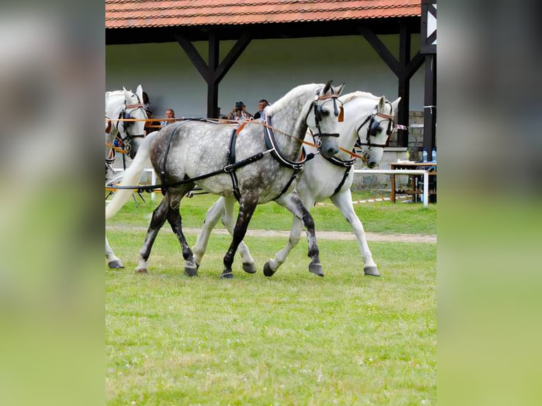 Polnisches Halbblut Stute 18 Jahre 167 cm Schimmel in Siedlce