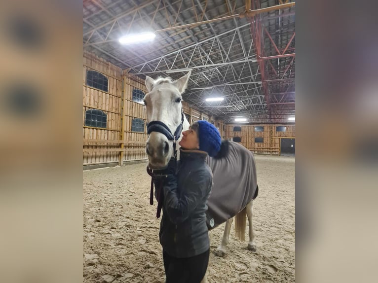 Polnisches Halbblut Stute 18 Jahre 167 cm Schimmel in Siedlce