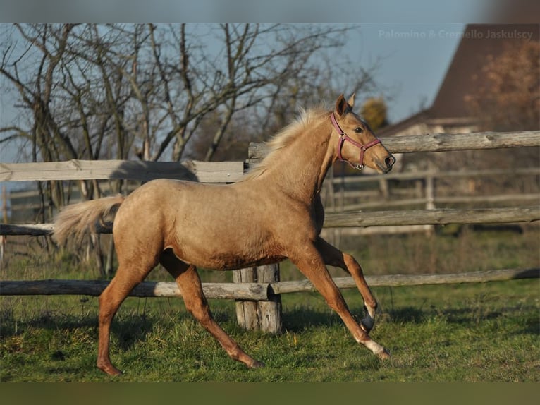 Polnisches Halbblut Stute 1 Jahr 165 cm Palomino in Piecowice