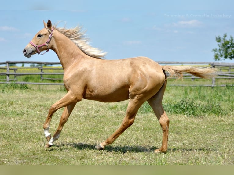 Polnisches Halbblut Stute 1 Jahr 165 cm Palomino in Piecowice