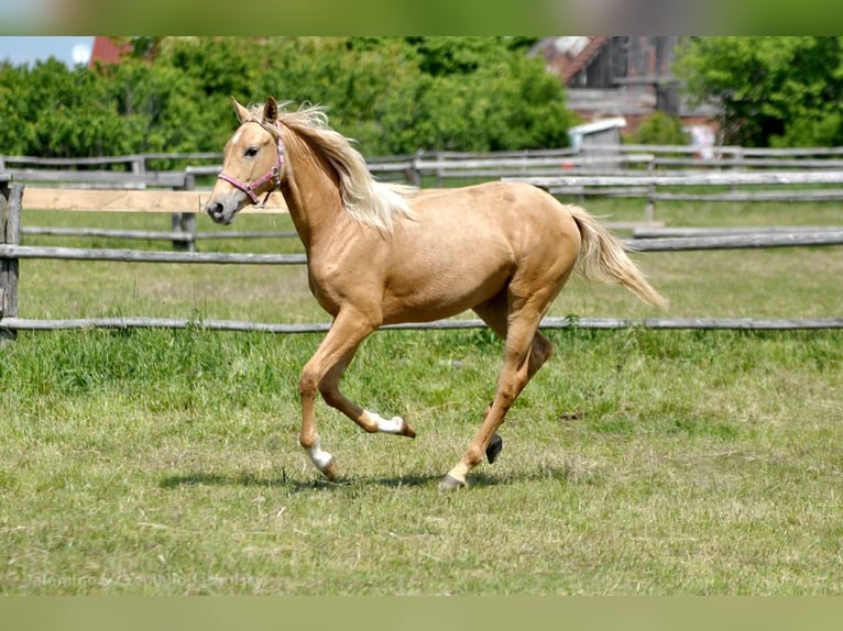 Polnisches Halbblut Stute 1 Jahr 165 cm Palomino in Piecowice