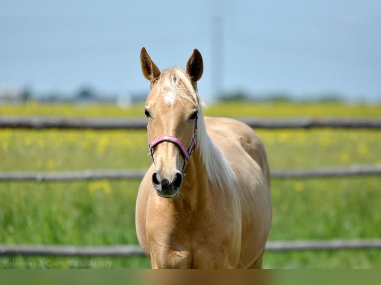 Polnisches Halbblut Stute 1 Jahr 165 cm Palomino in Piecowice
