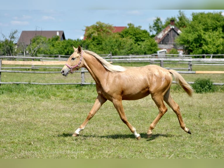 Polnisches Halbblut Stute 1 Jahr 165 cm Palomino in Piecowice