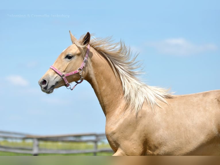 Polnisches Halbblut Stute 1 Jahr 165 cm Palomino in Piecowice