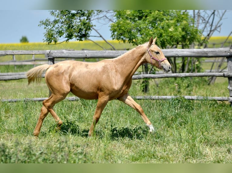 Polnisches Halbblut Stute 1 Jahr 165 cm Palomino in Piecowice