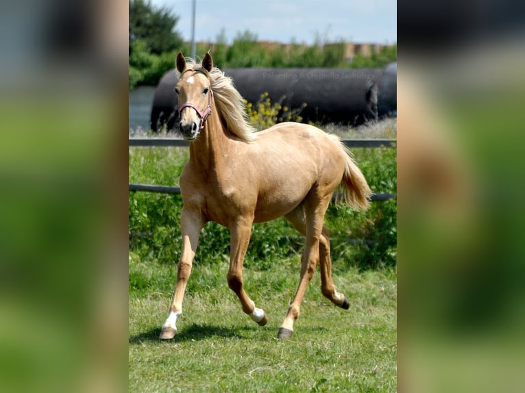 Polnisches Halbblut Stute 1 Jahr 165 cm Palomino in Piecowice