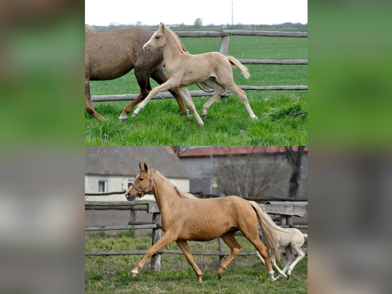Polnisches Halbblut Stute 1 Jahr 165 cm Palomino in Piecowice