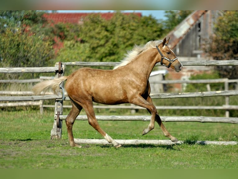 Polnisches Halbblut Stute 1 Jahr 165 cm Palomino in Piecowice