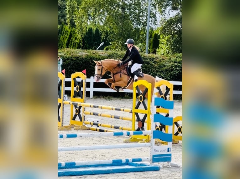 Polnisches Halbblut Stute 1 Jahr 165 cm Palomino in Piecowice
