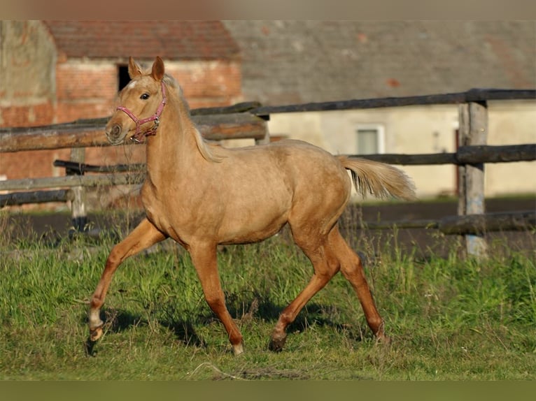 Polnisches Halbblut Stute 1 Jahr 165 cm Palomino in Piecowice