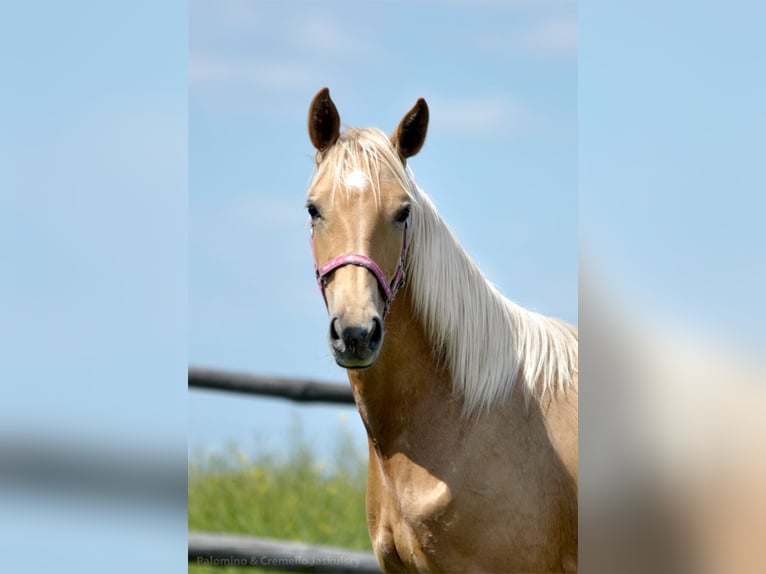 Polnisches Halbblut Stute 1 Jahr 165 cm Palomino in Piecowice