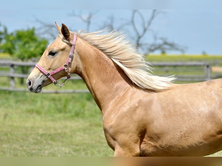 Polnisches Halbblut Stute 1 Jahr 165 cm Palomino in Piecowice