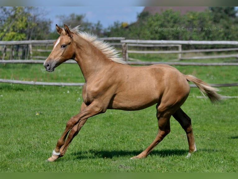 Polnisches Halbblut Stute 1 Jahr 165 cm Palomino in Piecowice