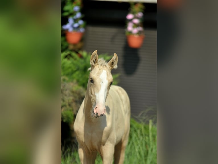 Polnisches Halbblut Stute 1 Jahr 165 cm Palomino in Kamieniec Wrocławski