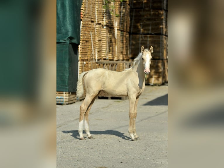 Polnisches Halbblut Stute 1 Jahr 165 cm Palomino in Kamieniec Wrocławski