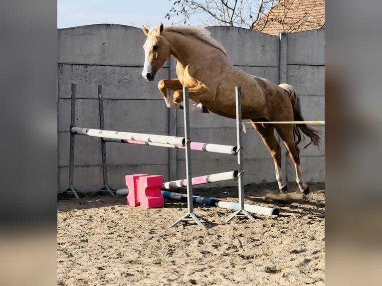 Polnisches Halbblut Stute 1 Jahr 165 cm Palomino in Kamieniec Wrocławski