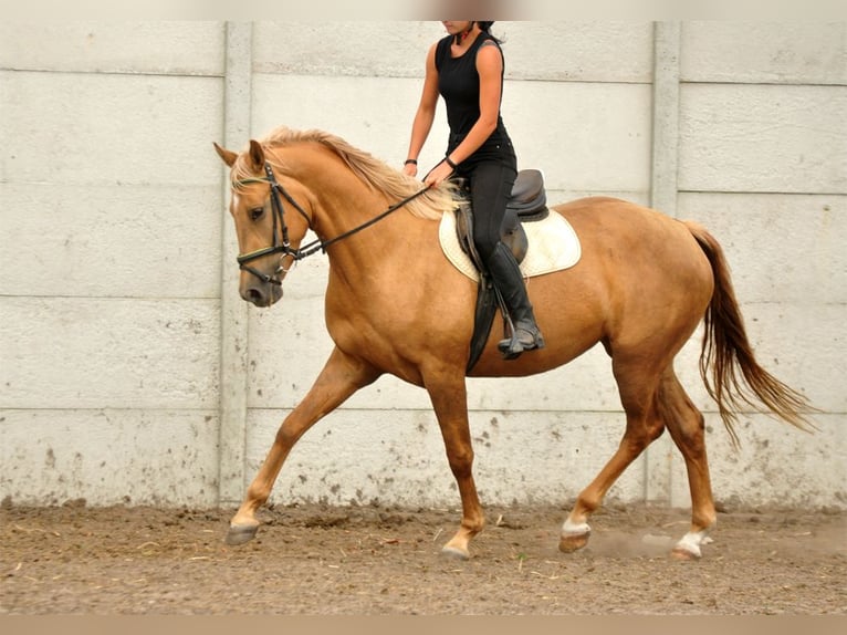 Polnisches Halbblut Stute 1 Jahr 168 cm Palomino in Kamieniec Wrocławski