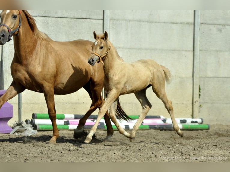 Polnisches Halbblut Stute 1 Jahr 168 cm Palomino in Kamieniec Wrocławski