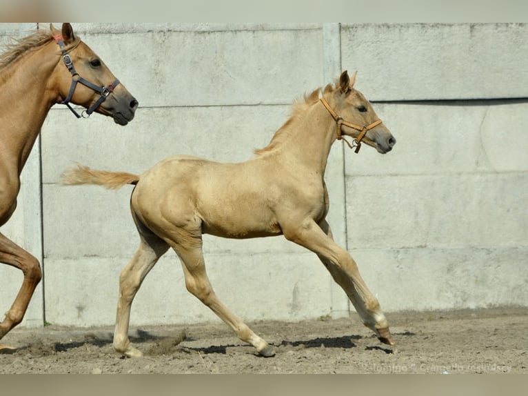 Polnisches Halbblut Stute 1 Jahr 168 cm Palomino in Kamieniec Wrocławski