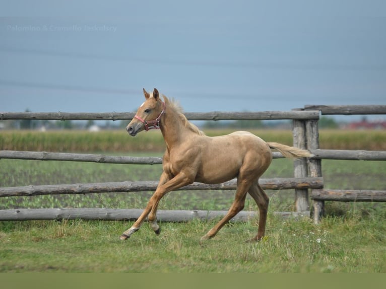 Polnisches Halbblut Stute 1 Jahr 168 cm Palomino in Kamieniec Wrocławski