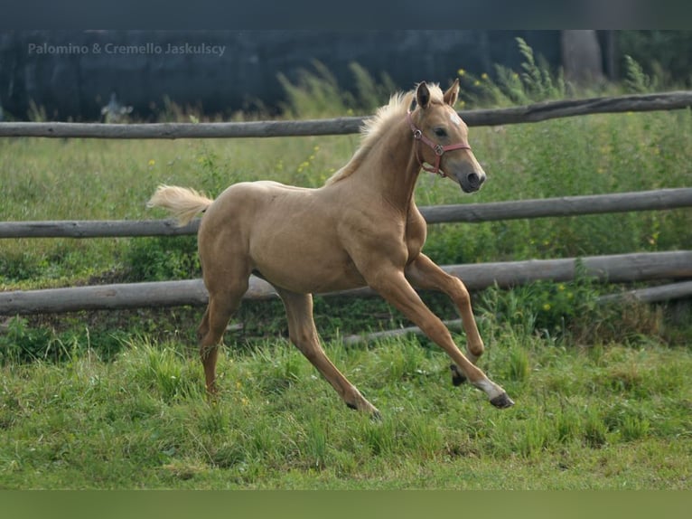 Polnisches Halbblut Stute 1 Jahr 168 cm Palomino in Kamieniec Wrocławski