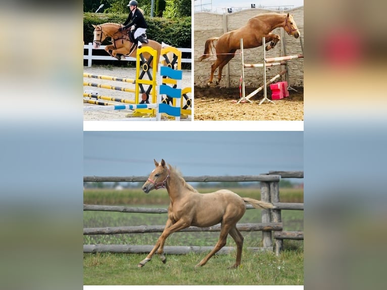 Polnisches Halbblut Stute 1 Jahr 168 cm Palomino in Kamieniec Wrocławski