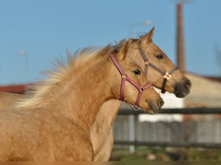 Polnisches Halbblut Stute 1 Jahr 168 cm Palomino in Kamieniec Wrocławski