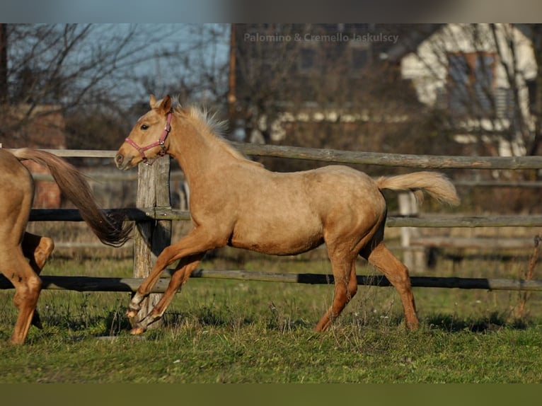 Polnisches Halbblut Stute 1 Jahr 168 cm Palomino in Kamieniec Wrocławski