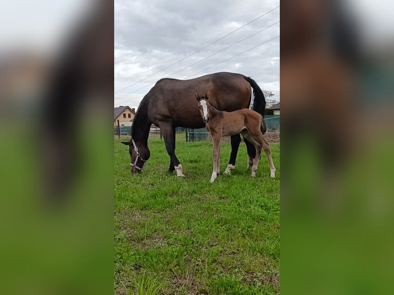 Polnisches Halbblut Stute 1 Jahr 170 cm Dunkelbrauner in Pakość