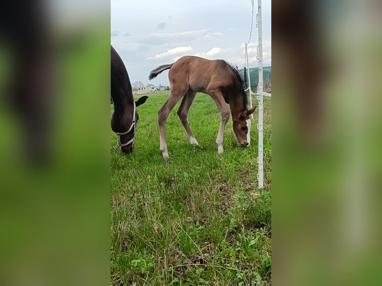 Polnisches Halbblut Stute 1 Jahr 170 cm Dunkelbrauner in Pakość