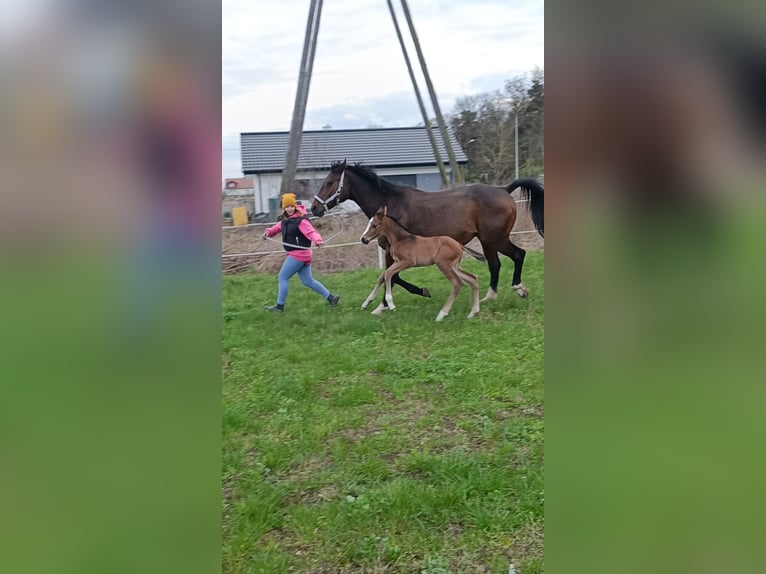 Polnisches Halbblut Stute 1 Jahr 170 cm Dunkelbrauner in Pakość