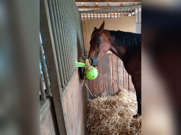 Polnisches Halbblut Stute 20 Jahre 155 cm Dunkelbrauner in Herzogenaurach