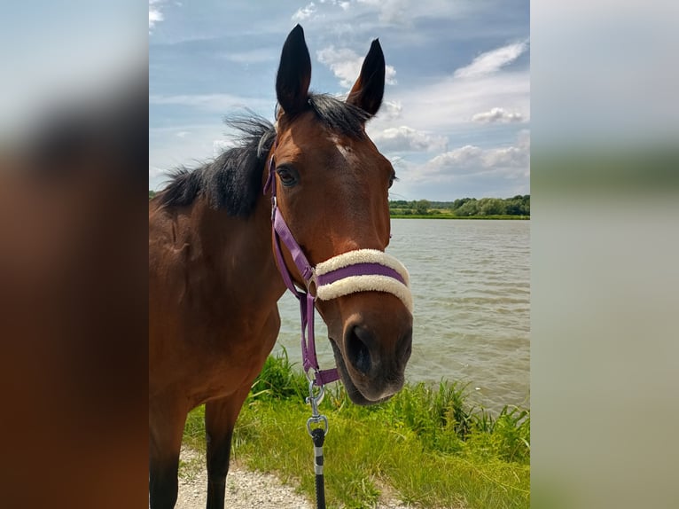 Polnisches Halbblut Stute 20 Jahre 155 cm Dunkelbrauner in Herzogenaurach