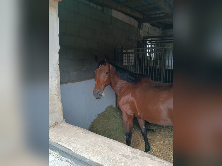 Polnisches Halbblut Stute 20 Jahre 155 cm Dunkelbrauner in Herzogenaurach