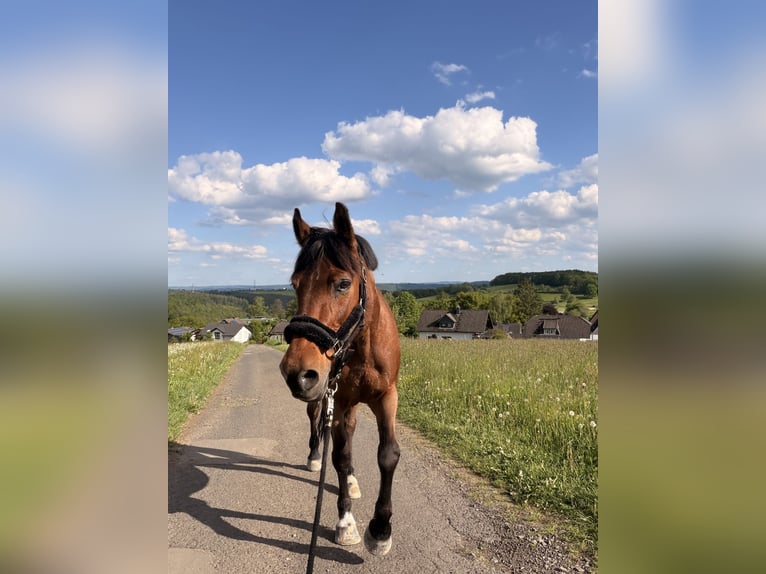 Polnisches Halbblut Stute 22 Jahre 156 cm Brauner in Freudenberg