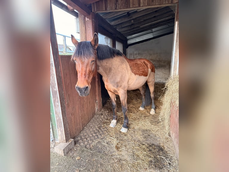 Polnisches Halbblut Stute 22 Jahre 156 cm Brauner in Freudenberg