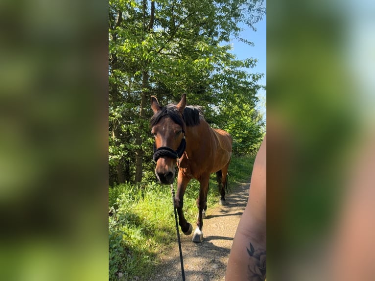 Polnisches Halbblut Stute 22 Jahre 156 cm Brauner in Freudenberg