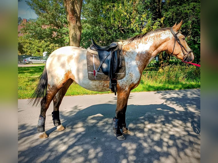 Polnisches Halbblut Mix Stute 2 Jahre 160 cm Tigerschecke in Oborniki