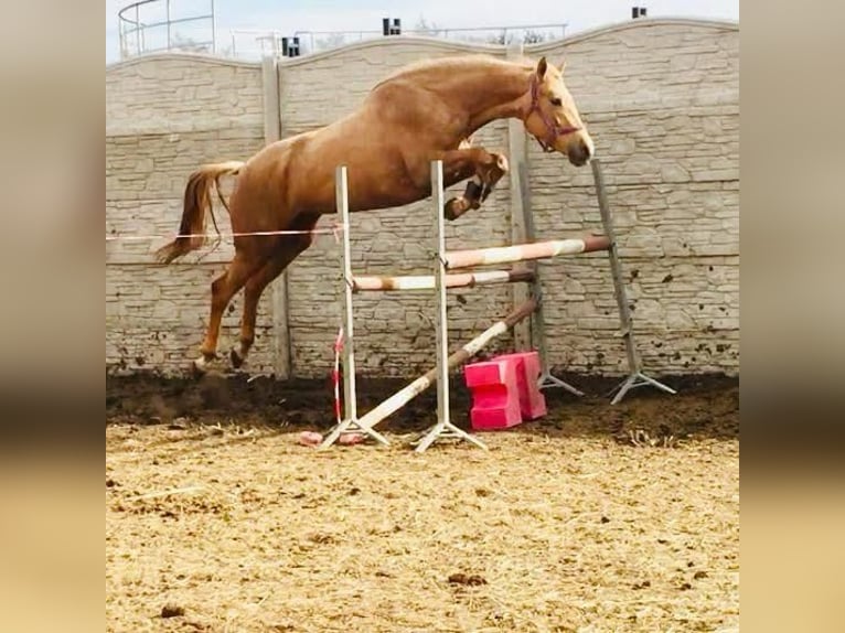 Polnisches Halbblut Stute 2 Jahre 165 cm Palomino in Dobrosz&#xF3;w Ole&#x15B;nicki